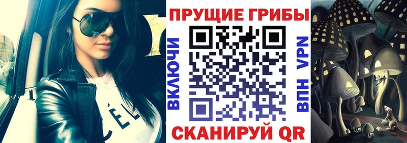 как найти   Буй  Галлюциногенные грибы Psilocybe 